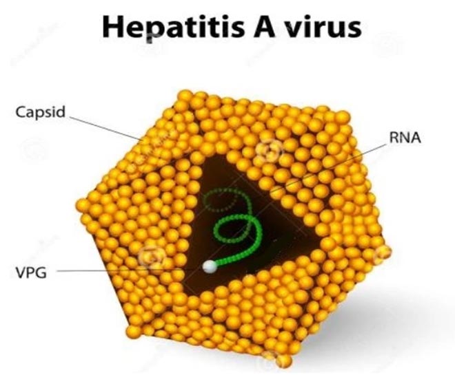 Anti-Hepatitis A Virus Vaccine